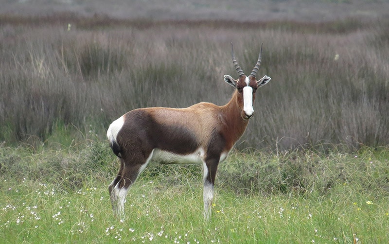 bontebok 1