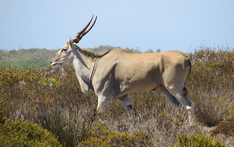 eland 1