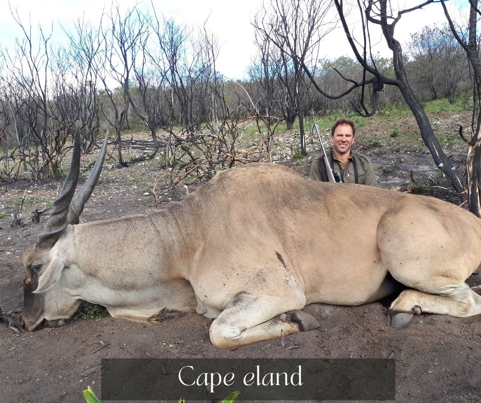 hunting cape eland with a guide near Cape Town