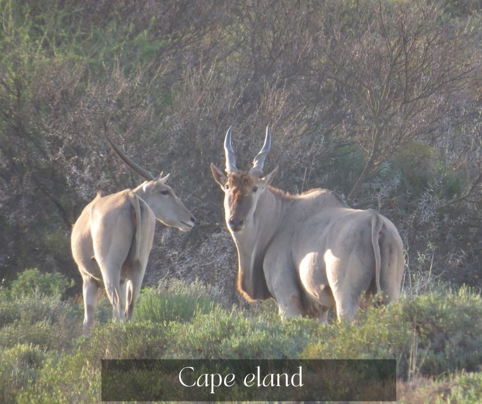 Cape Eland Hunting in South Africa
