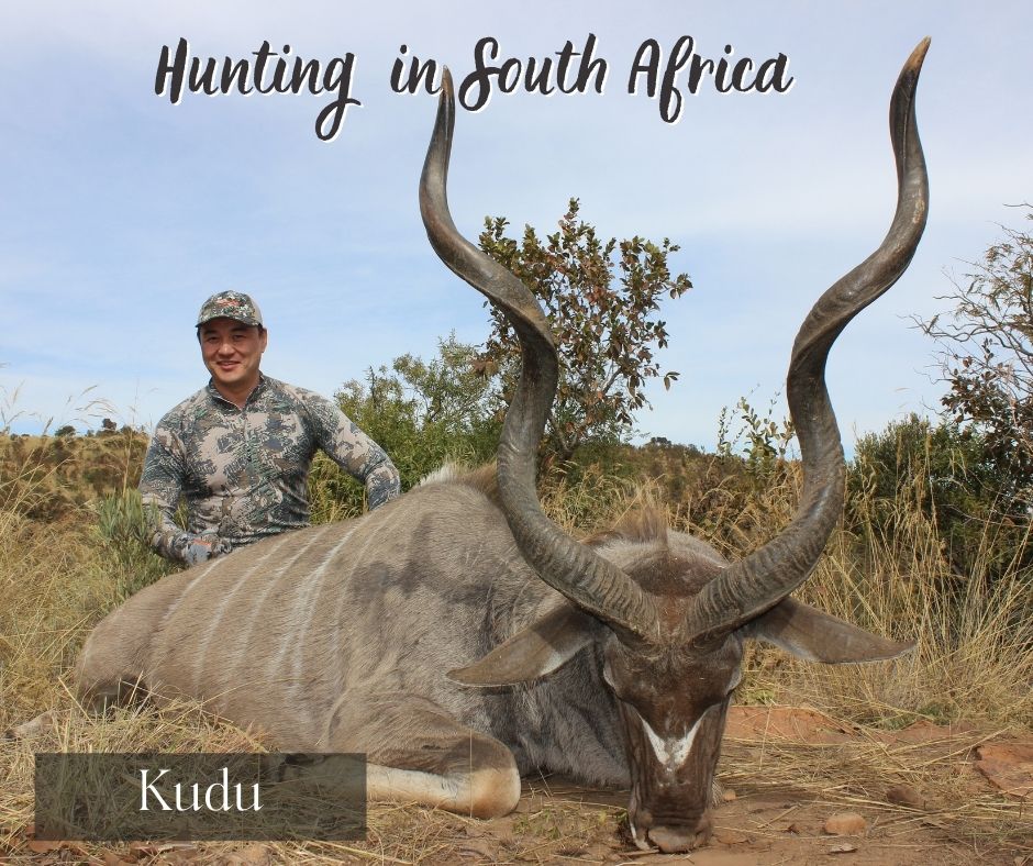 Hunting a kudo in africa