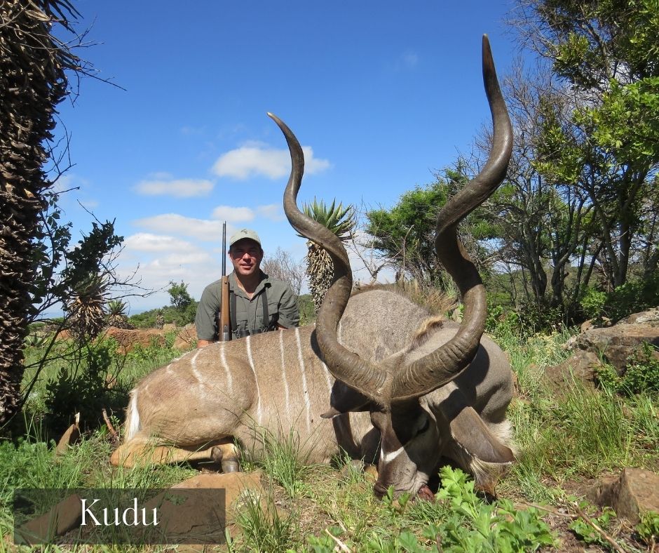 hunting kudu2