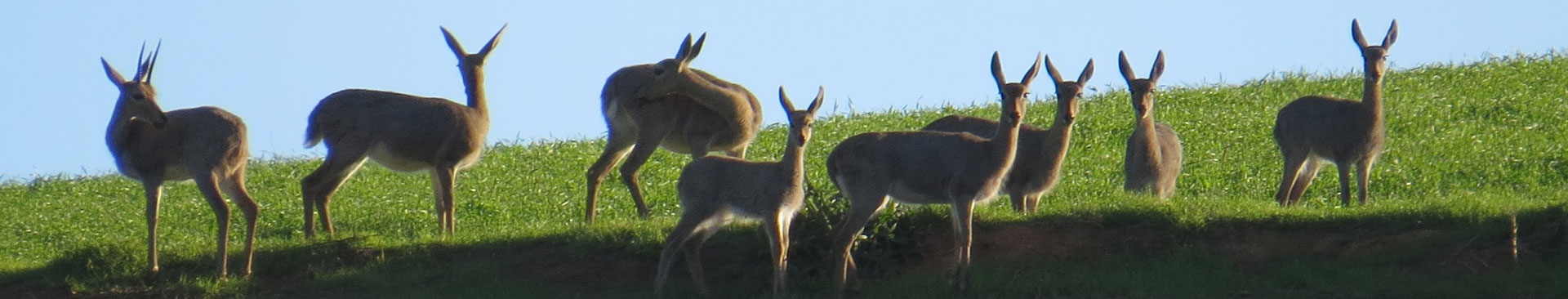 Hunting in South Africa