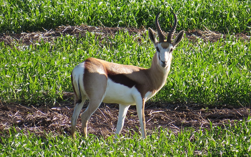 spingbuck