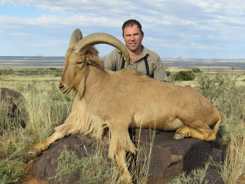 Barbary Sheep   Guided Hunt In South Africa