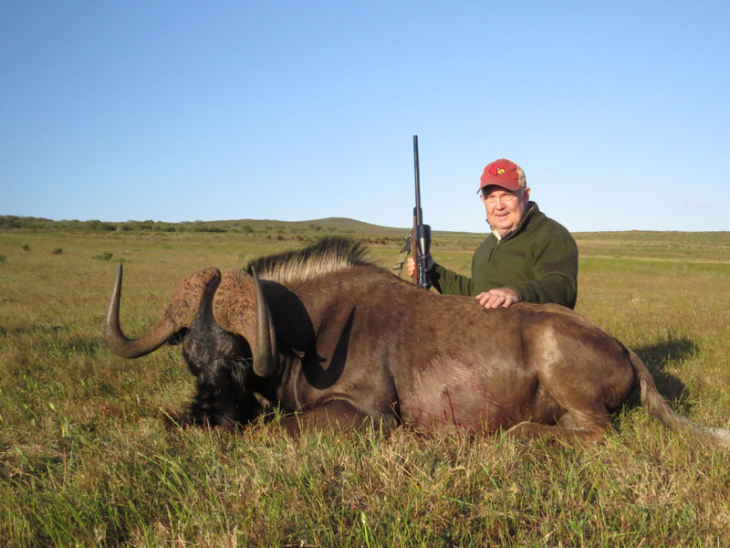 Black Wildebeest   Guided Hunts In South Africa