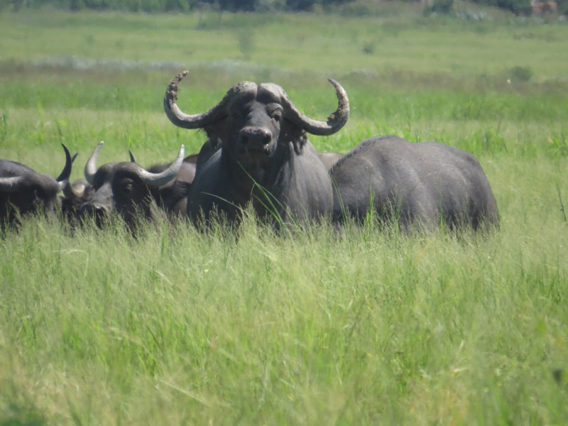 Buffalo On A Flood Plain In Zimbabwe Africa Hunt