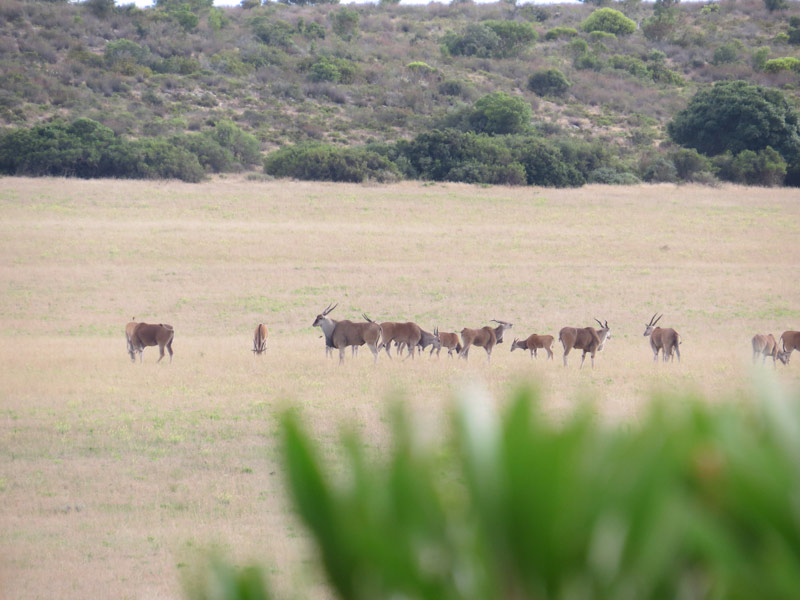 Eland Herd In An Opening
