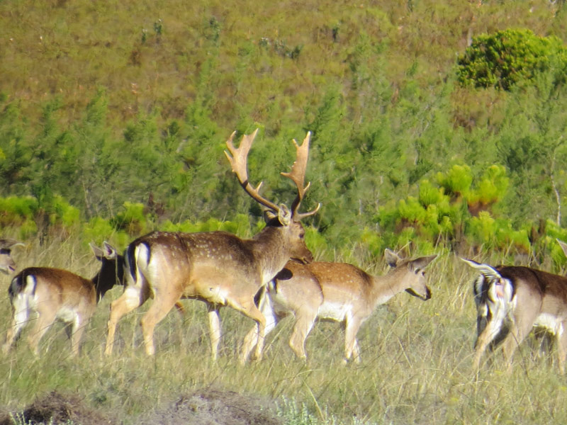 Fallow Stag In Rut With His Herd Of Does