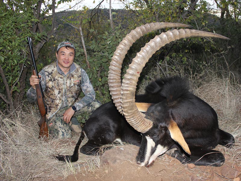Sable Antelope 48 Inches Guided Africa Hunt