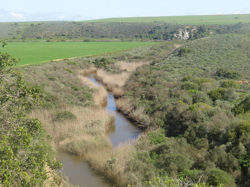 Dino Eland Trophy 056