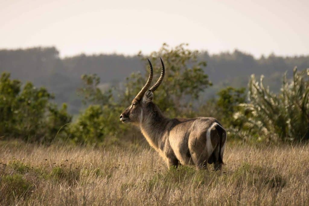 Frequently Asked Questions - image brown deer