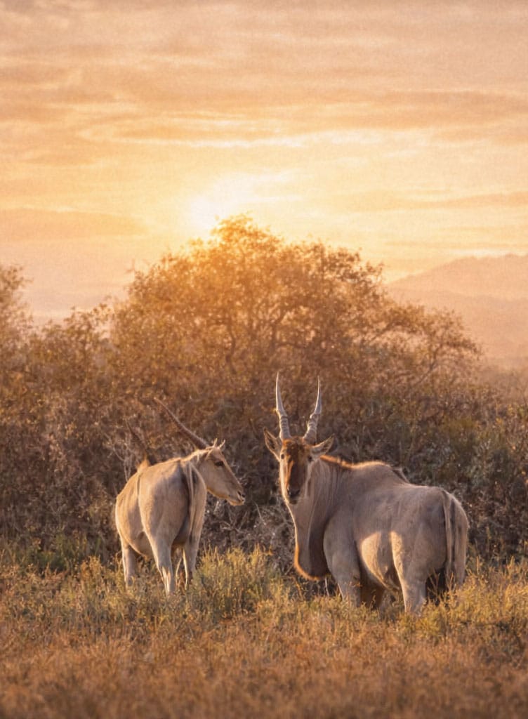 Hunting in South Africa 7 Hunting in South Africa