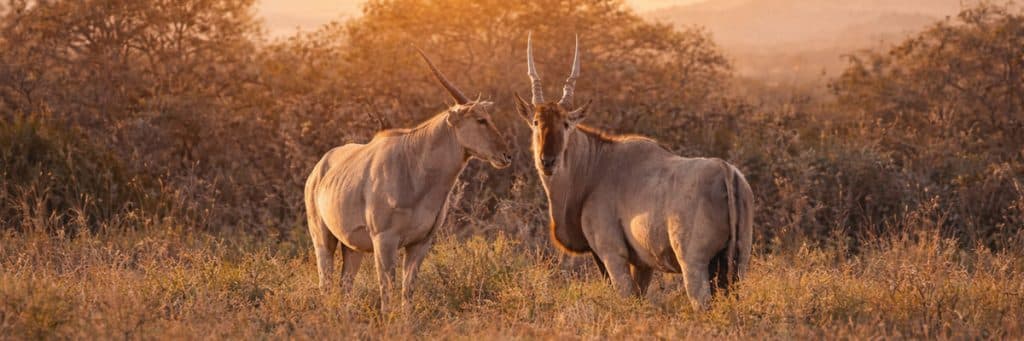 hunting in south africa