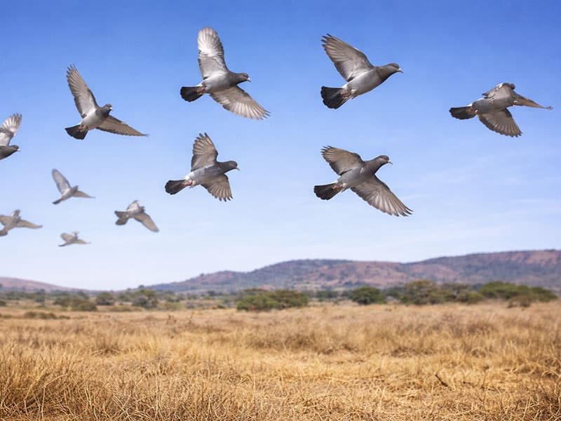 Hunting in South Africa 5 wing shooting safari
